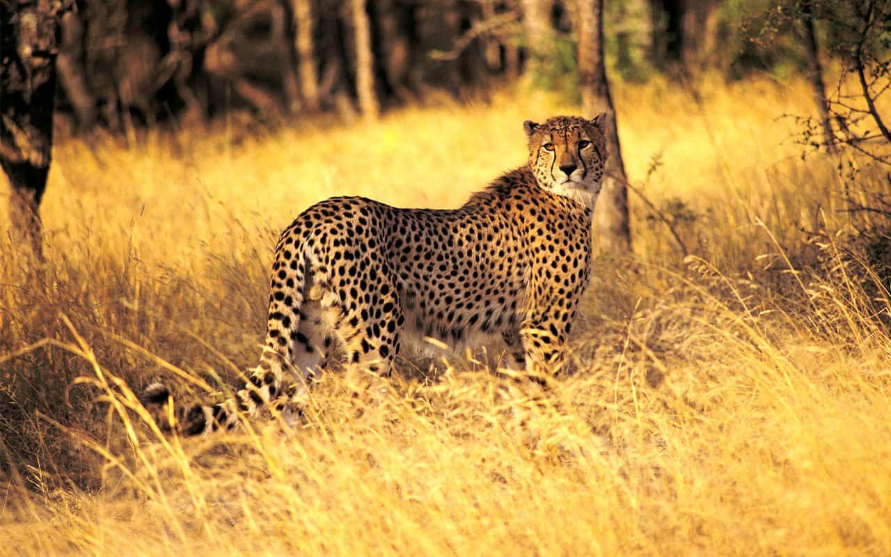 A cheetah on the savanna at golden hour during an African safari
