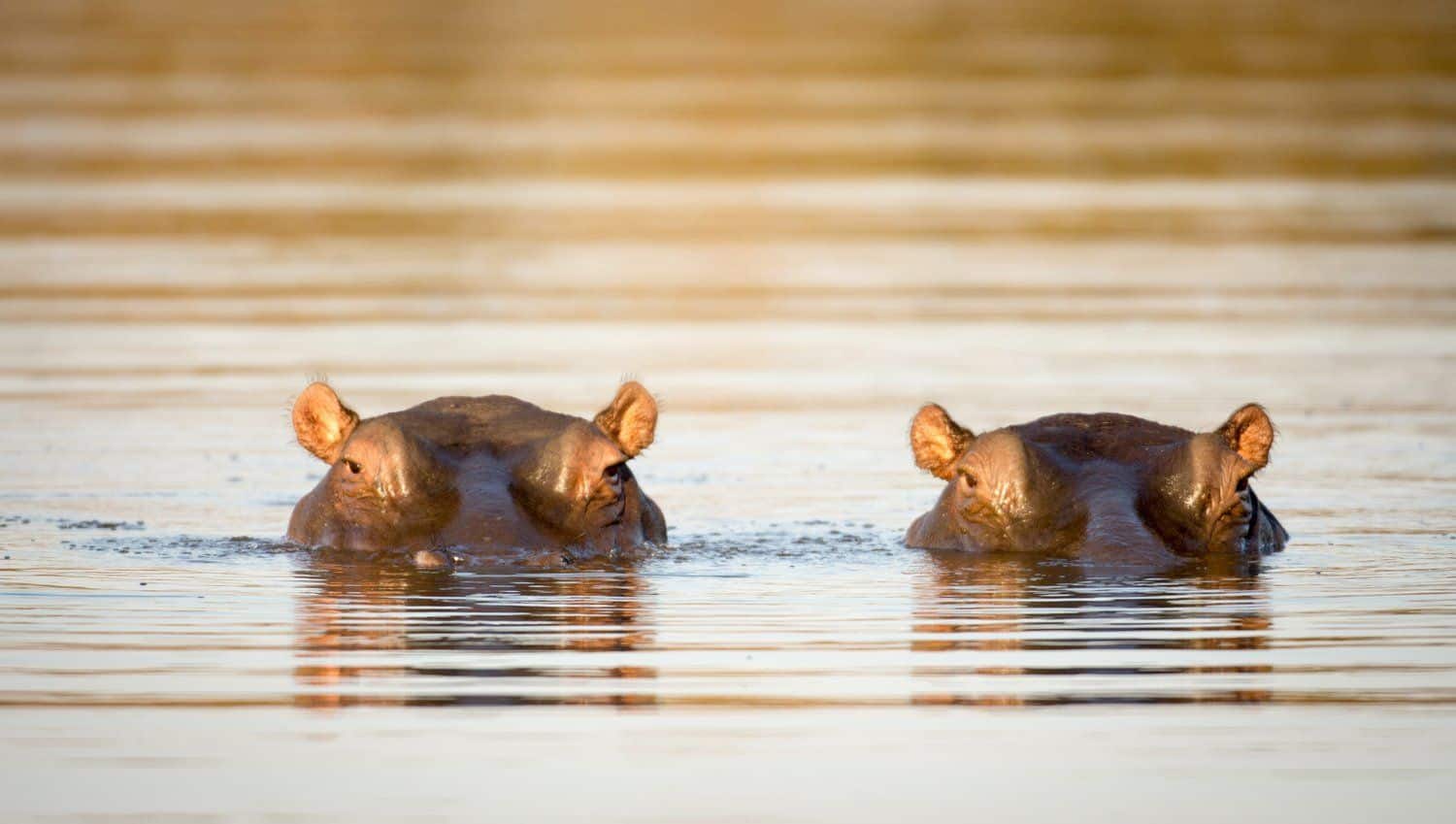 A wildlife scene on an African journey